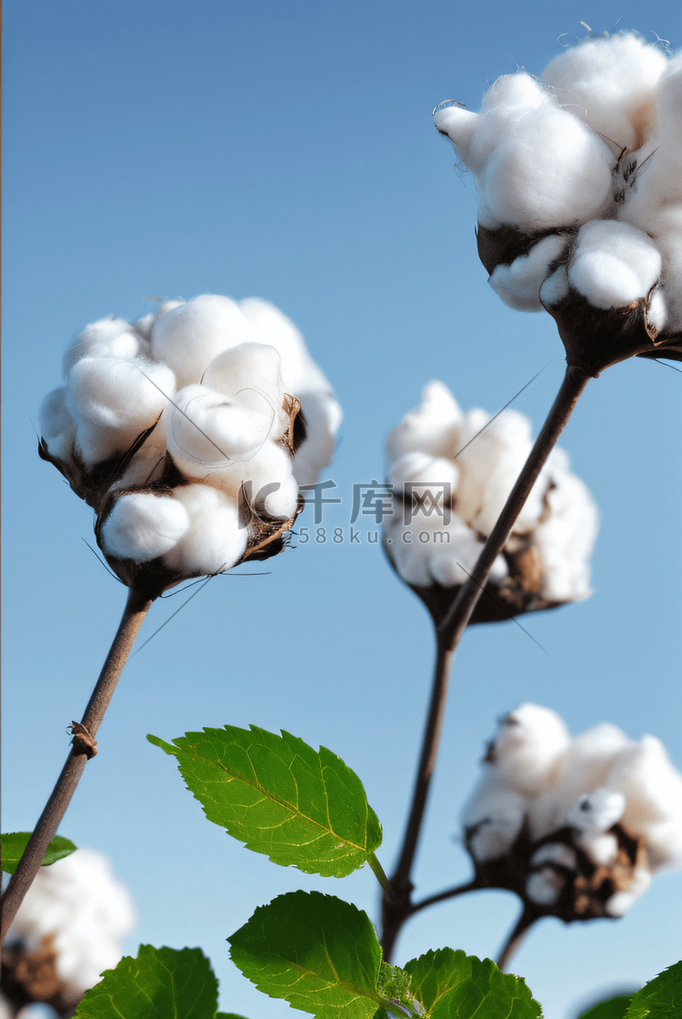 秋季雪白的棉花成熟图片4