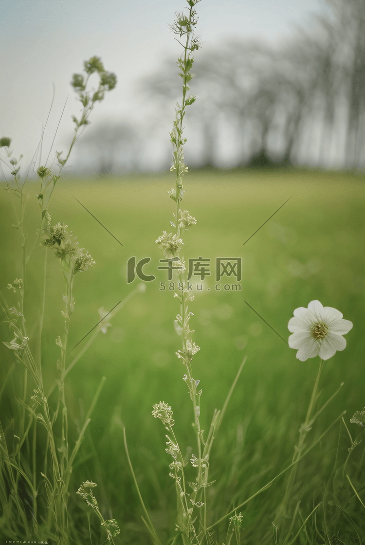 春天开着白色小花的绿色草地图6