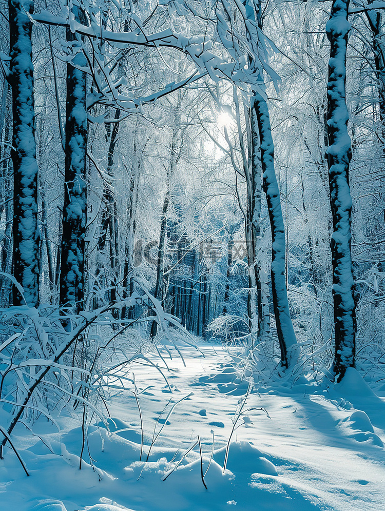 冬天的森林雪覆盖的树枝背景