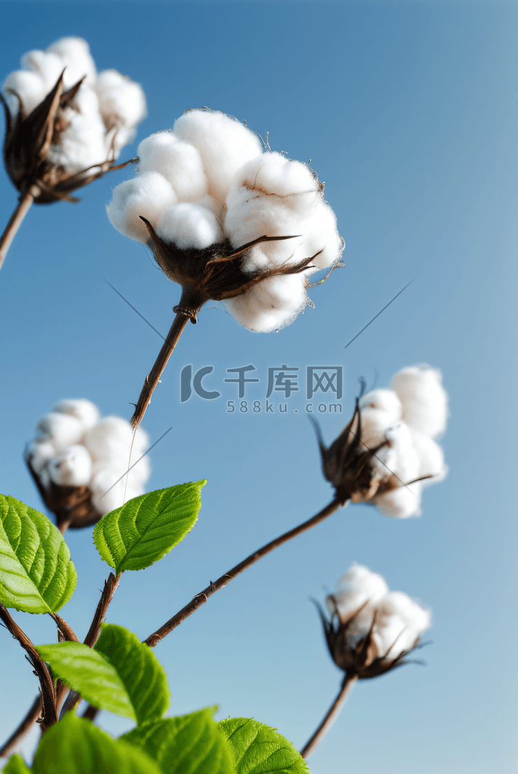 秋季白色的成熟棉花图片413
