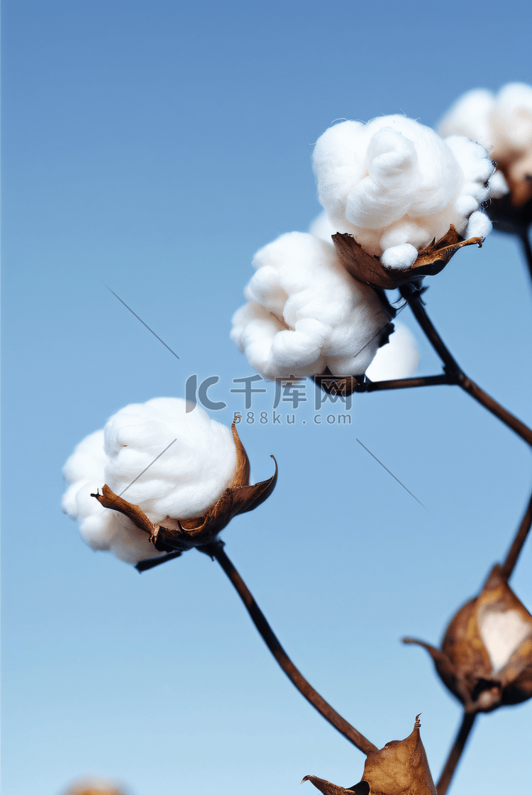 秋季白色的成熟棉花图片410