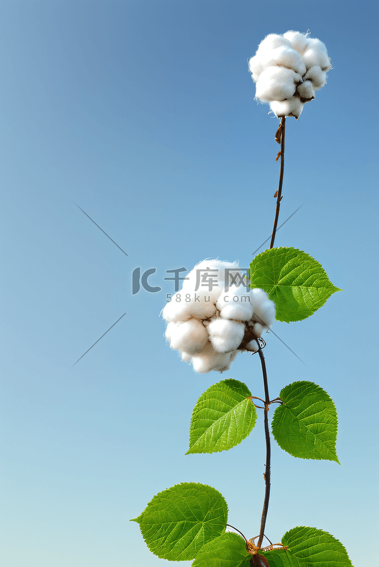 秋季白色的成熟棉花图片511