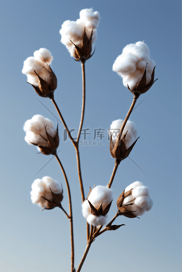 秋季白色的成熟棉花图片409