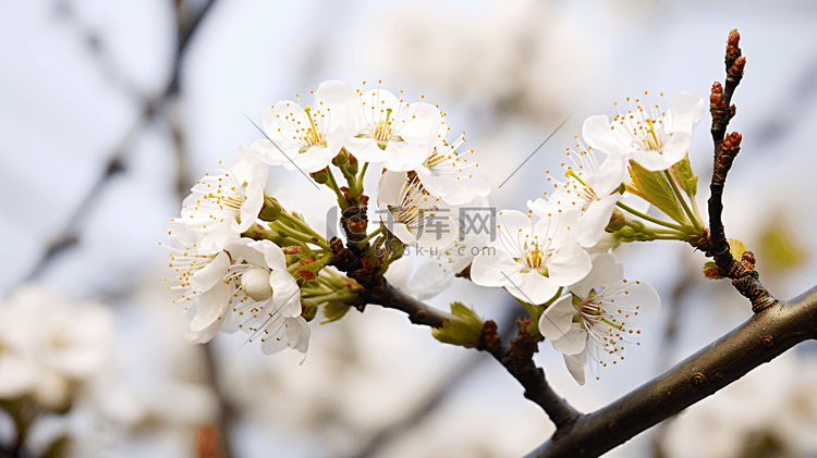 春季白色桃花开花特写