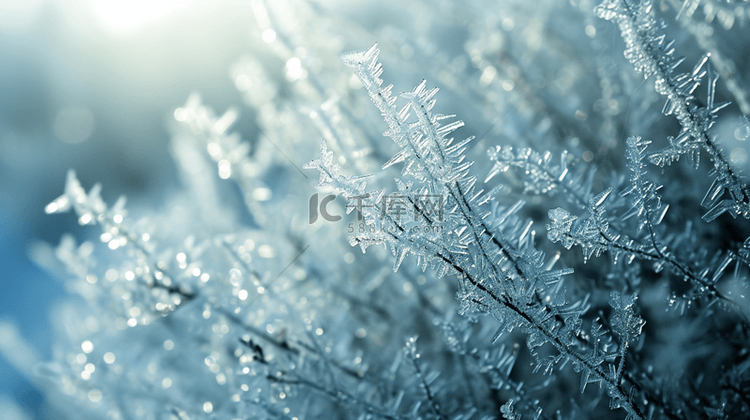 冬季户外树枝路面上的冰花背景图