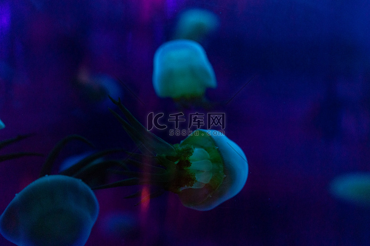 水族馆海洋动物鱼类绿色水母摄影