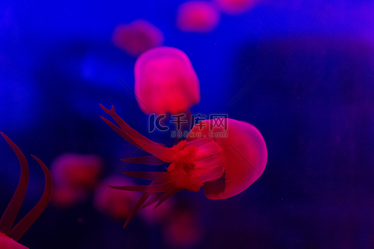 水族馆海洋动物鱼类红色水母群海