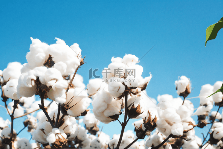 蓝天下的白色成熟棉花摄影图9