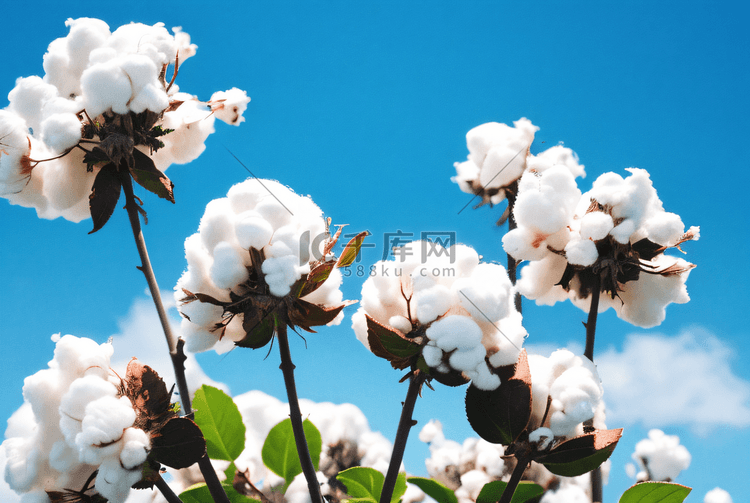 秋季成熟的白色棉花摄影配图