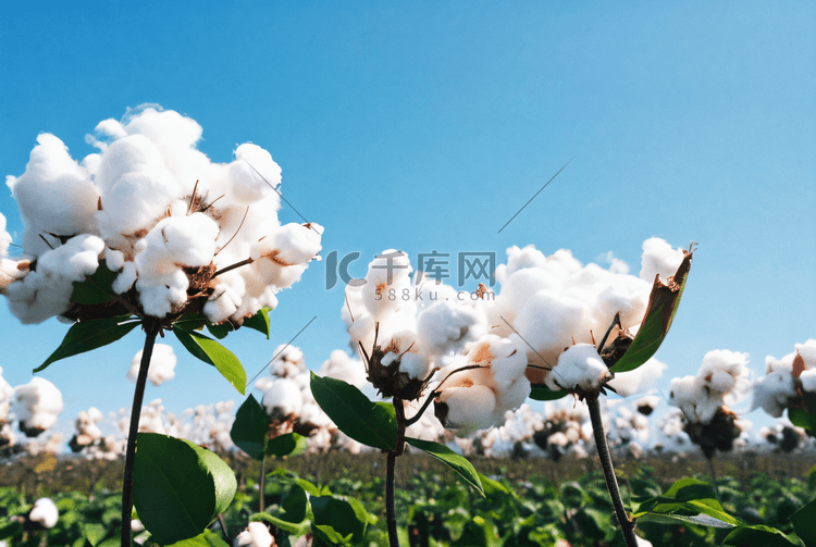 秋季成熟的白色棉花摄影图3