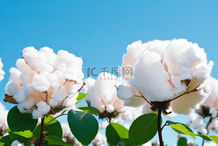 秋季成熟的白色棉花摄影配图2
