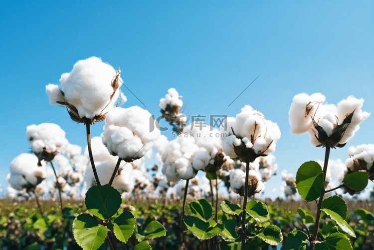 秋季成熟的白色棉花摄影图4