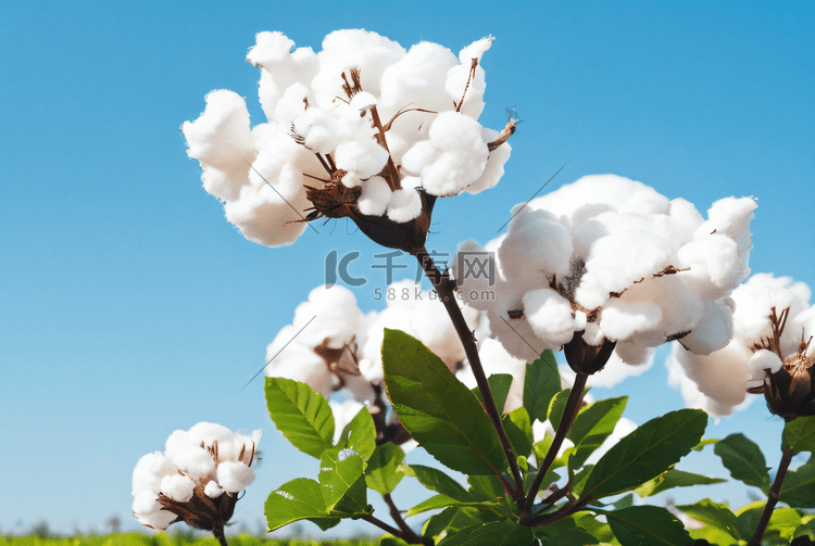 秋季成熟的白色棉花摄影配图6