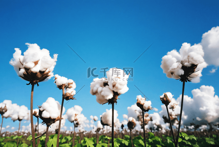 秋季成熟的白色棉花摄影图6