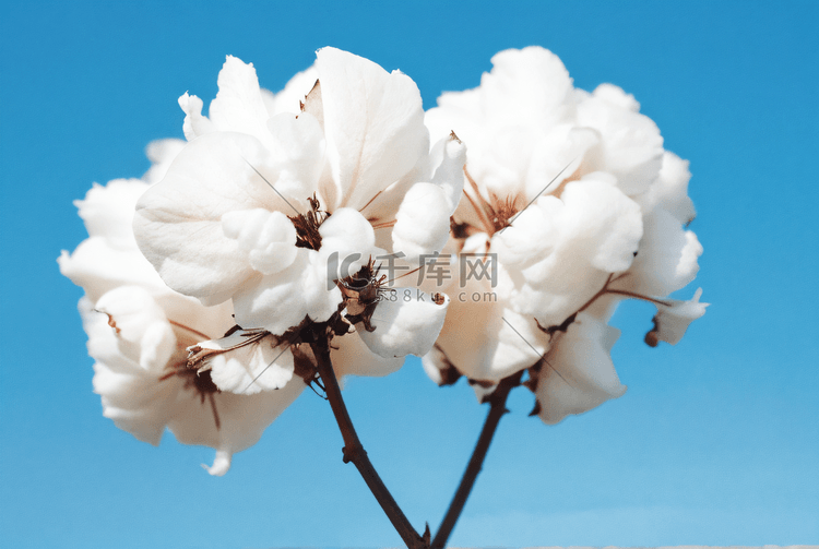 秋季成熟的白色棉花摄影配图5