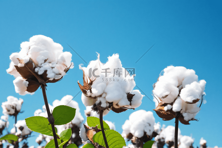 秋季成熟的白色棉花摄影图8