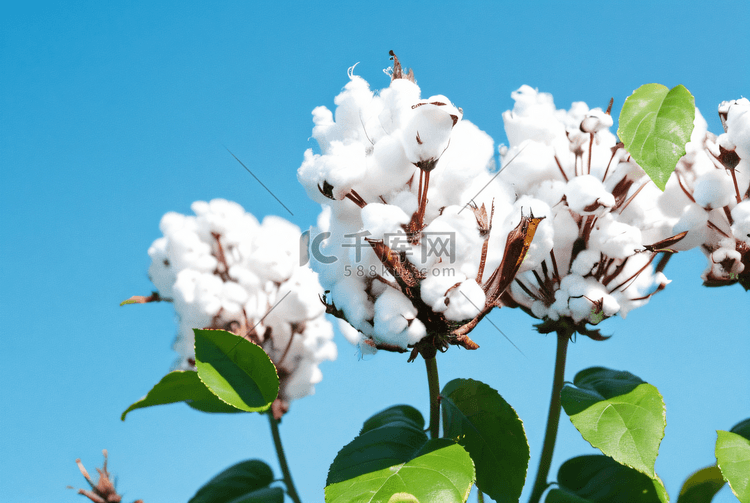 秋季成熟的白色棉花摄影图5