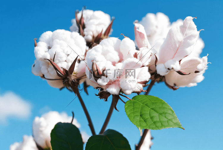 秋季成熟的白色棉花摄影图