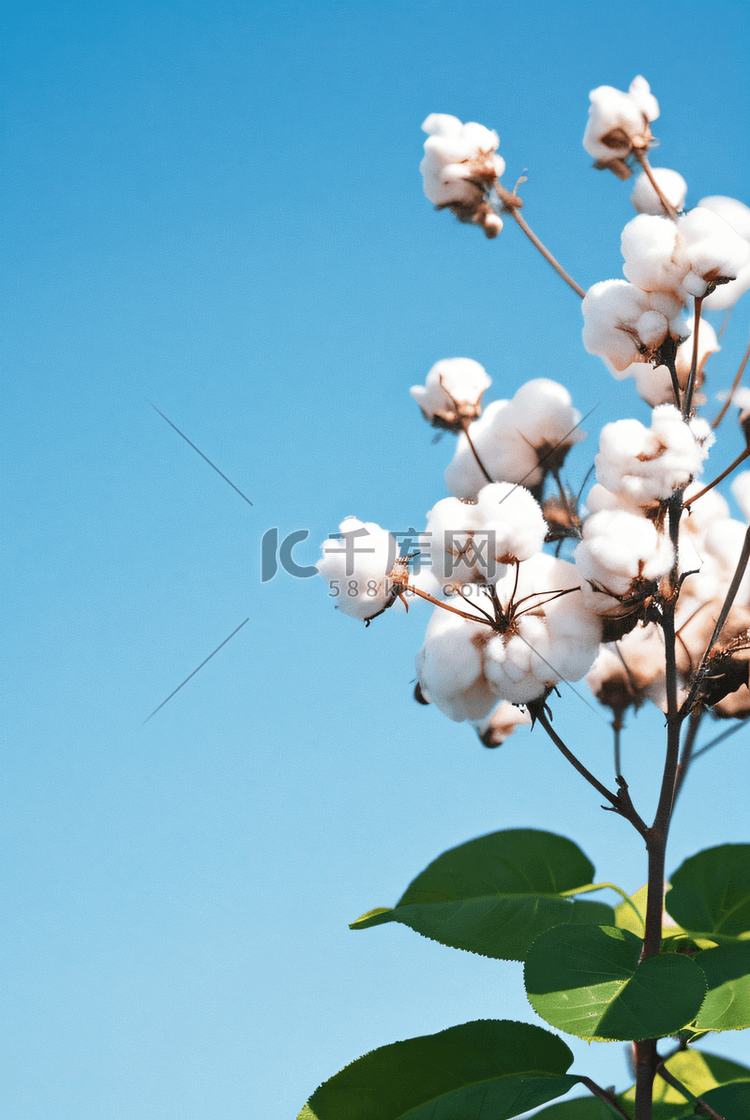 秋季白色的成熟棉花图片102