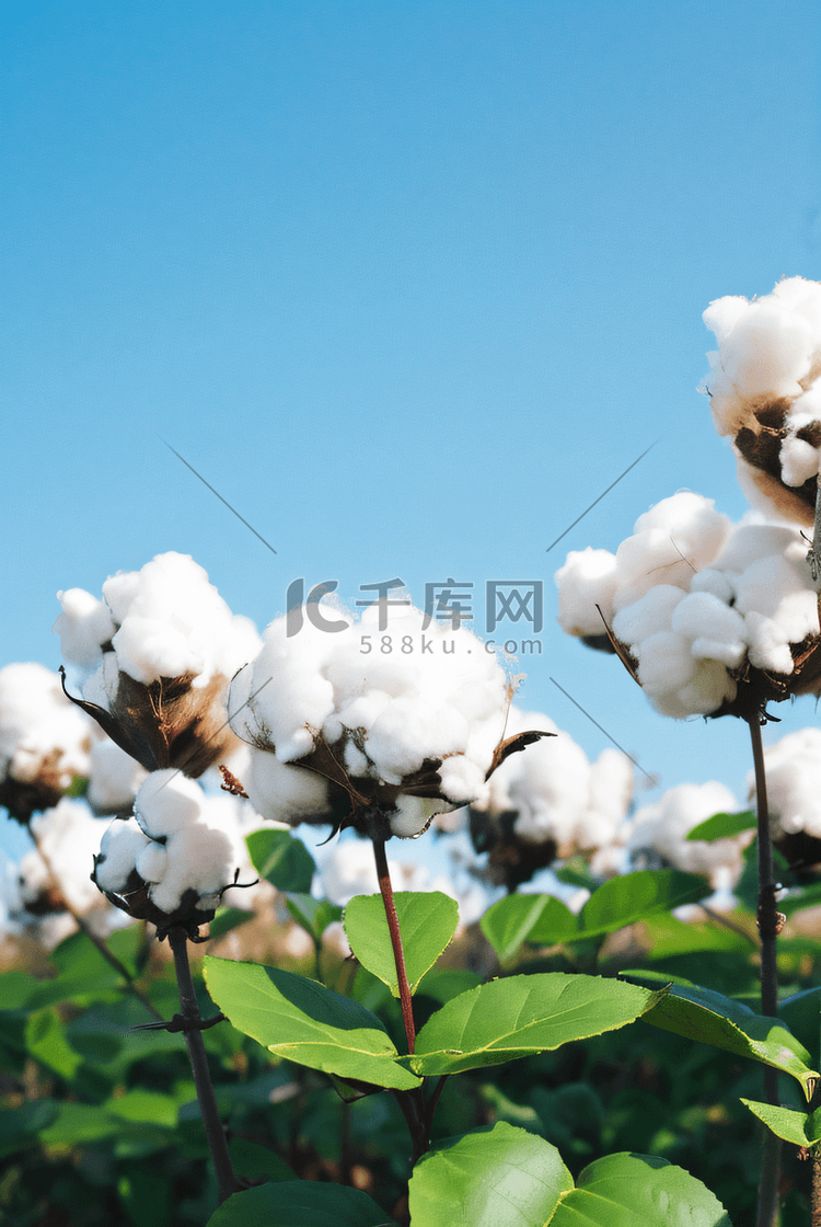 秋季成熟的棉花摄影图片3