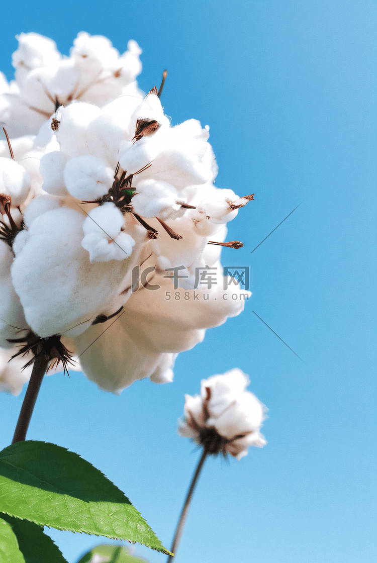 秋季白色的成熟棉花图片107