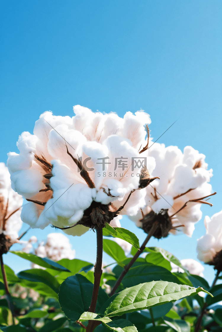秋季成熟的棉花摄影照片2