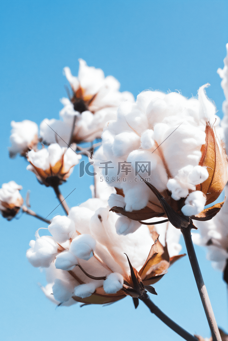 秋季白色的成熟棉花图片121