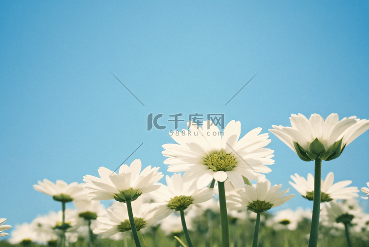 春日里盛开的雏菊摄影图4