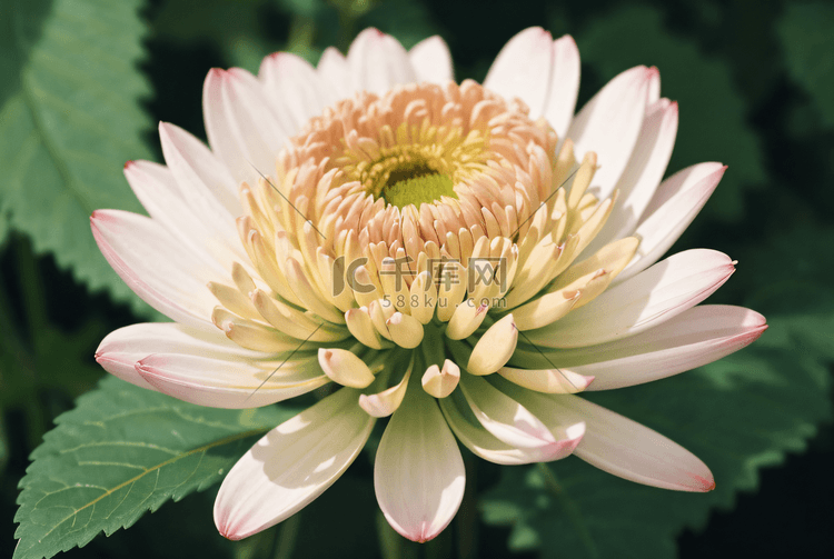 阳光下盛开的菊花摄影图片5