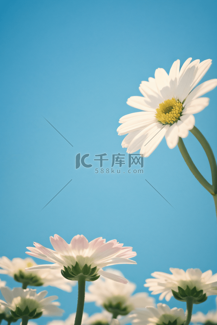 春天蓝天下盛开的雏菊摄影配图5