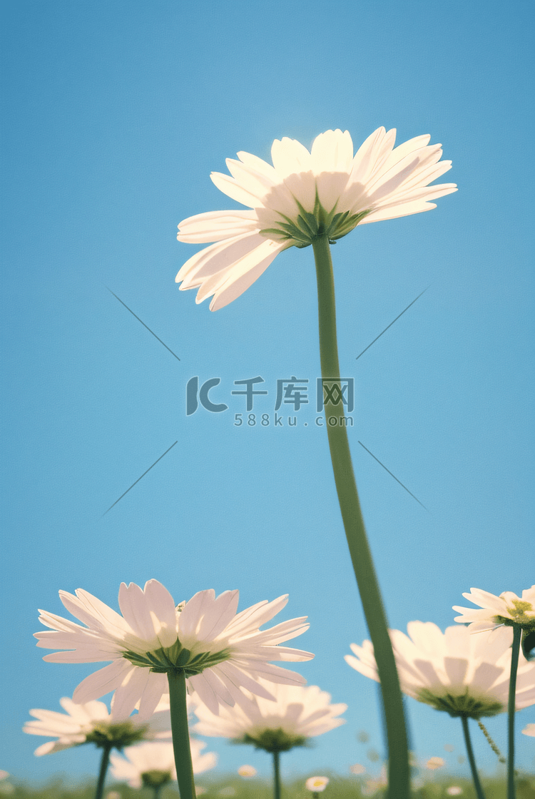 春天蓝天下盛开的雏菊摄影配图7
