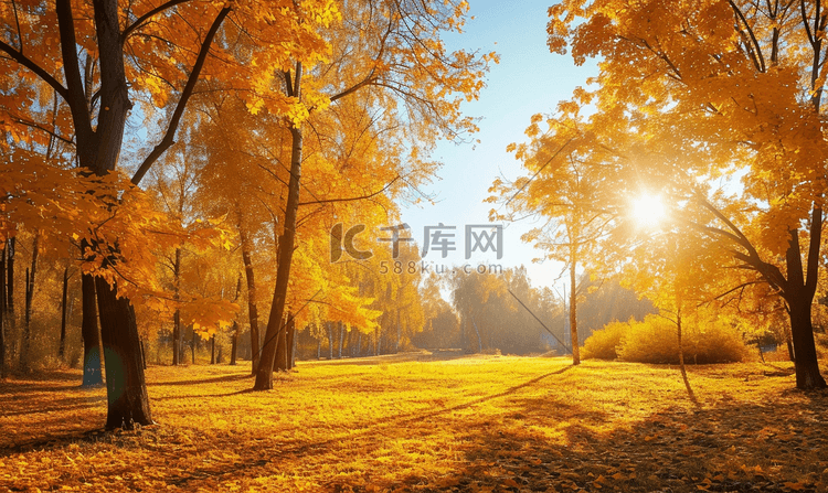 阳光照耀下的金色秋天美丽的森林