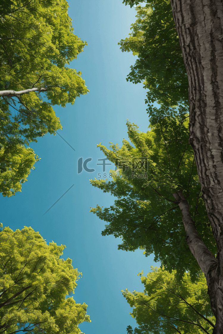 蓝天下的绿色大树摄影照片8