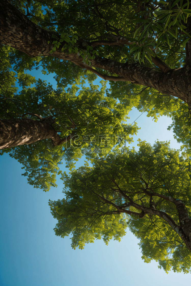 蓝天下的绿色大树摄影照片9