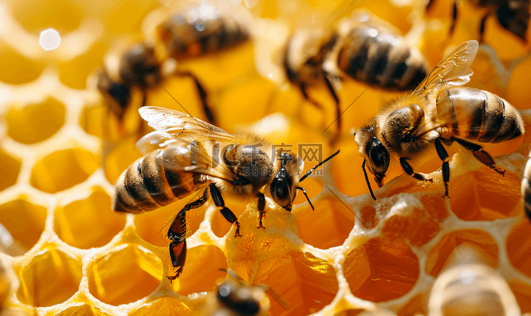 正在采蜜忙碌的蜜蜂2