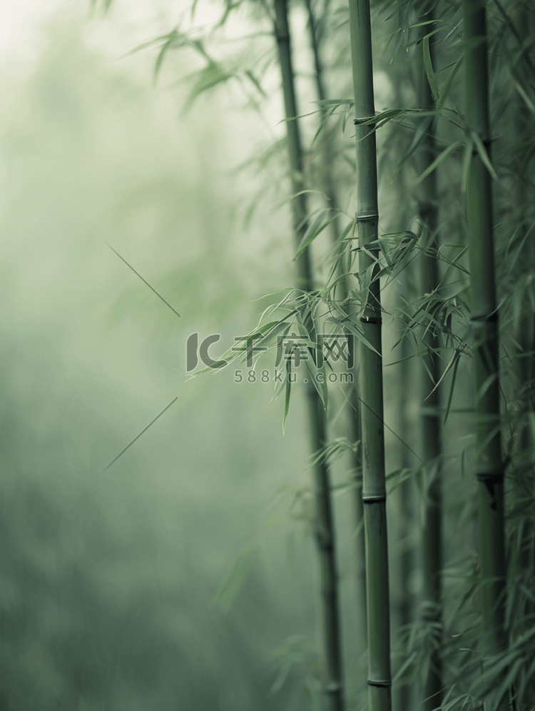 春天森林山上绿色竹子的背景图14