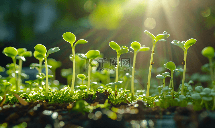 破土而出发芽的植物7