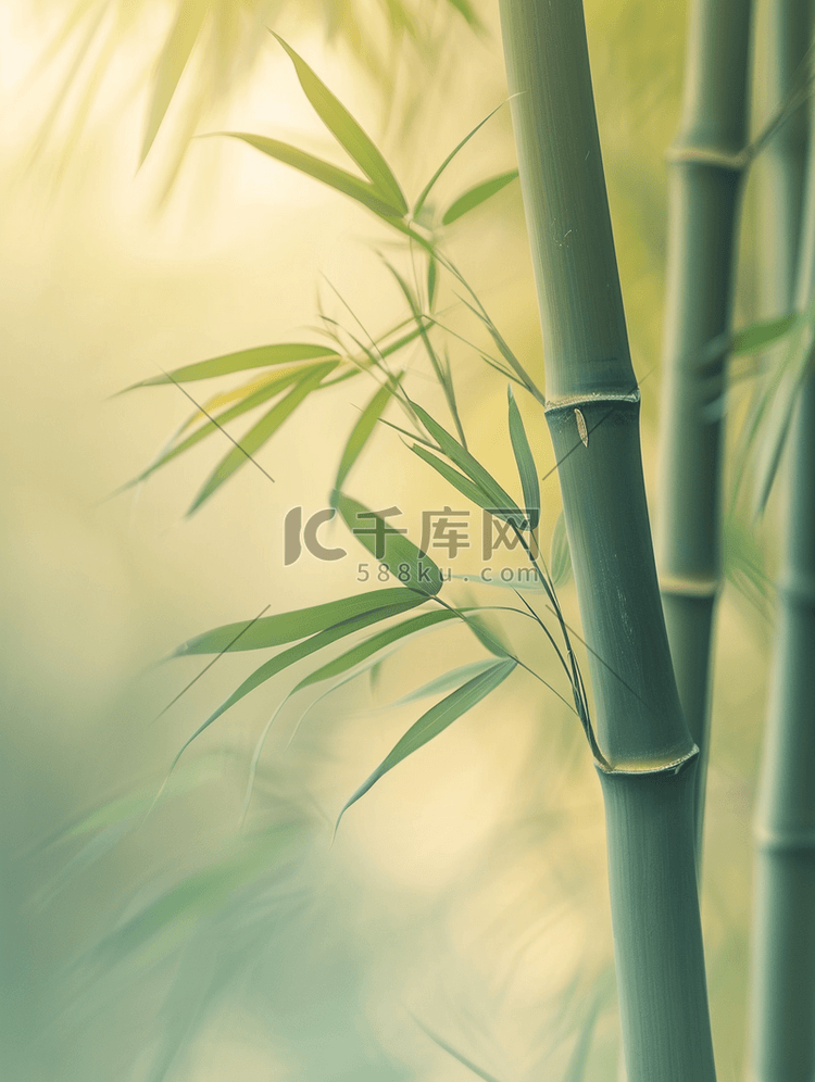 春天森林山上绿色竹子的背景图15