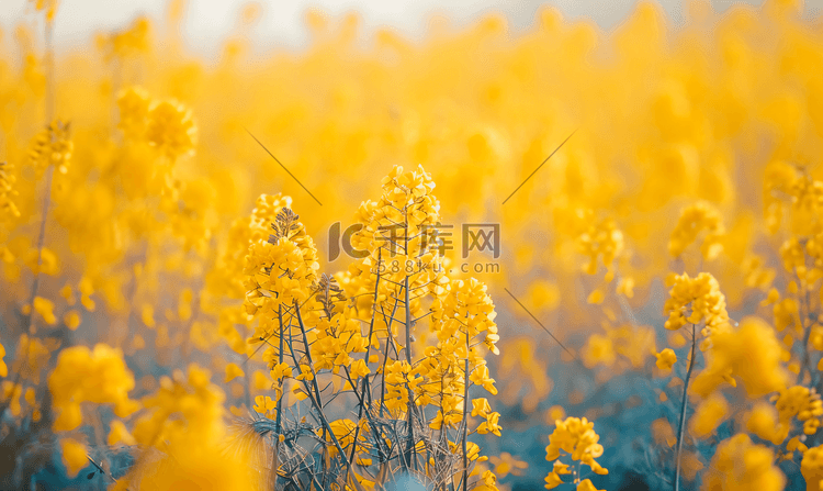 春天美丽的金黄油菜花田2