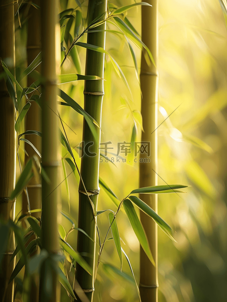 春天森林山上绿色竹子的背景图12