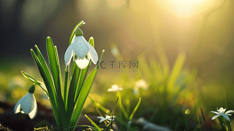 春天阳光下小草花朵发芽的背景图