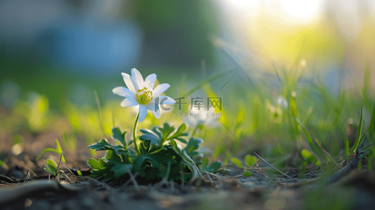 春天阳光下小草花朵发芽的背景图