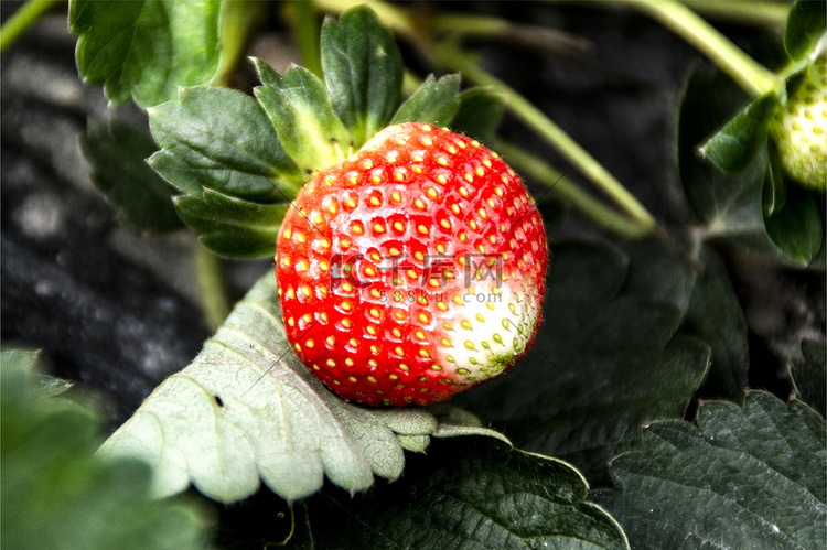 草莓园里的草莓