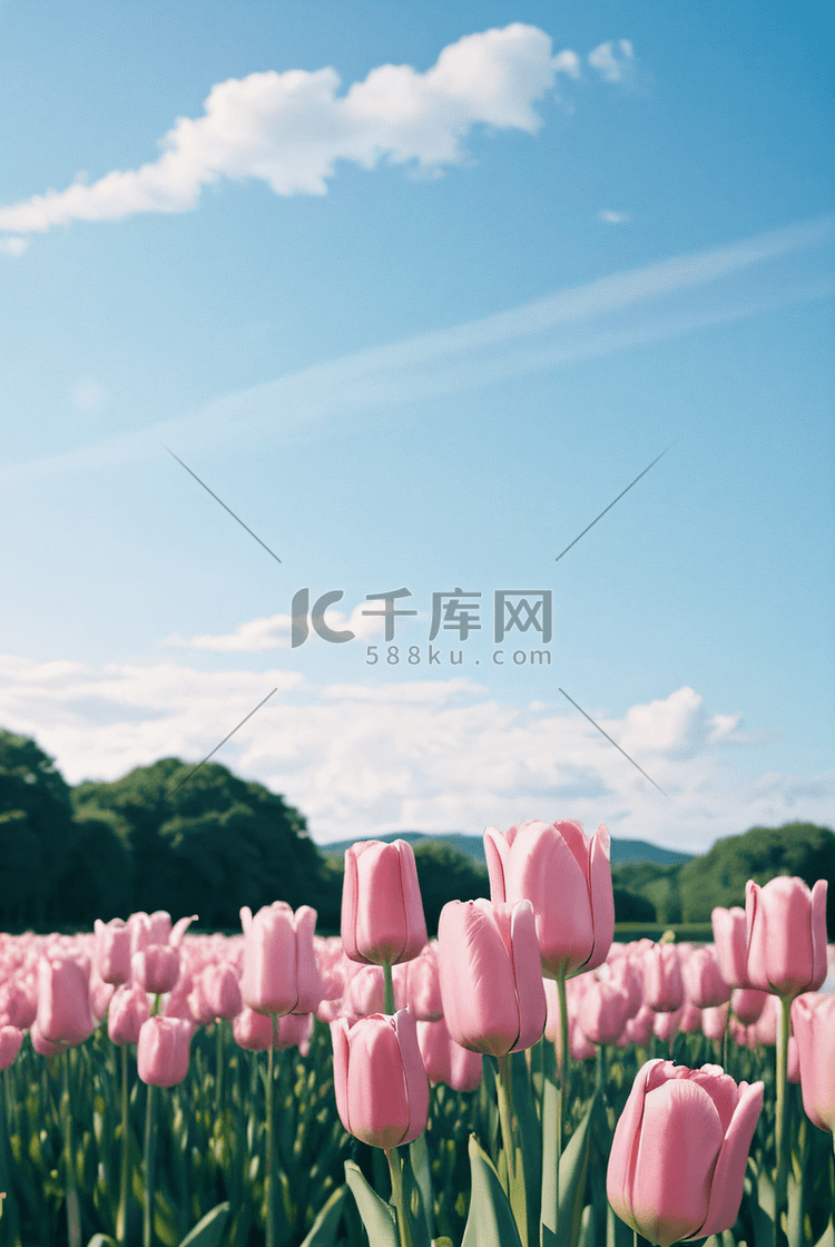 春天阳光下盛开的粉色郁金香摄影