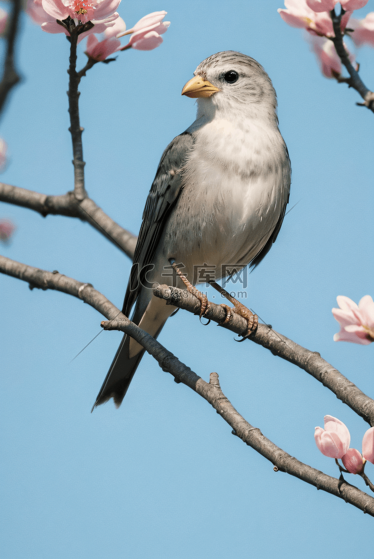 春季桃树枝上的麻雀摄影配图6