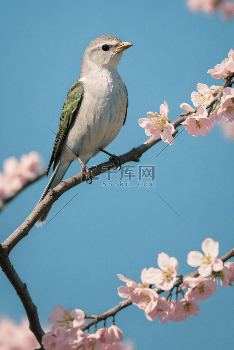 春季桃树枝上的麻雀摄影配图4