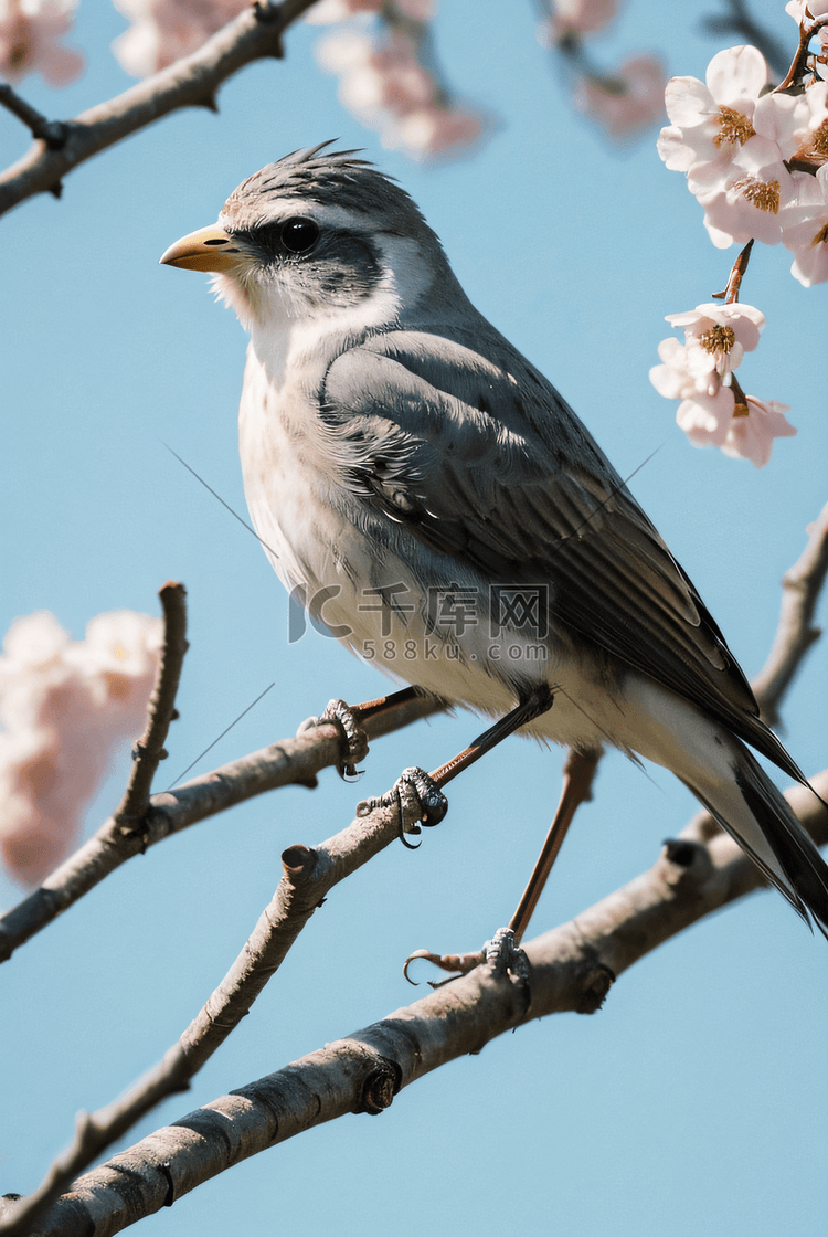 春季桃树枝上的麻雀摄影图片
