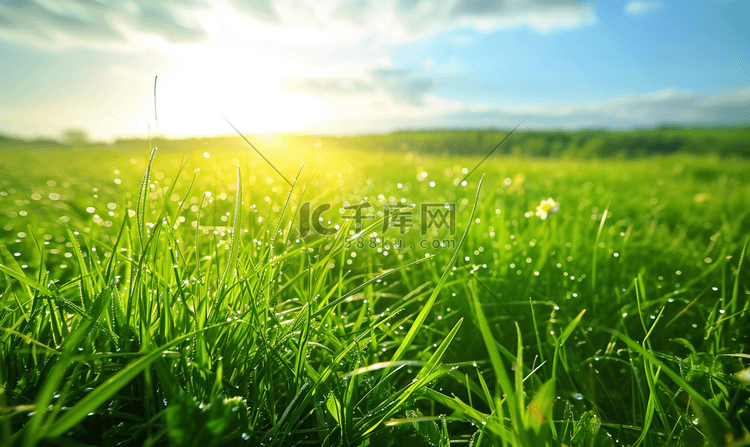 春天阳光复苏绿色草地