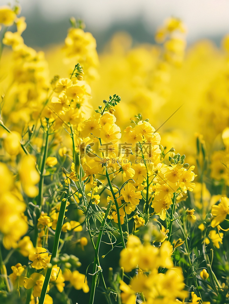 春天黄色油菜花壁纸背景图