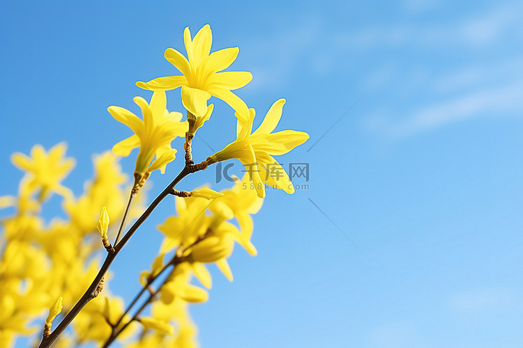 连翘黄色花瓣蓝天茎